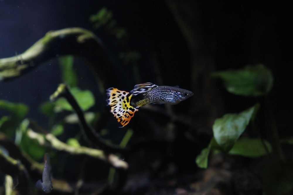 Guppys (adultos e bebés) e Caracóis