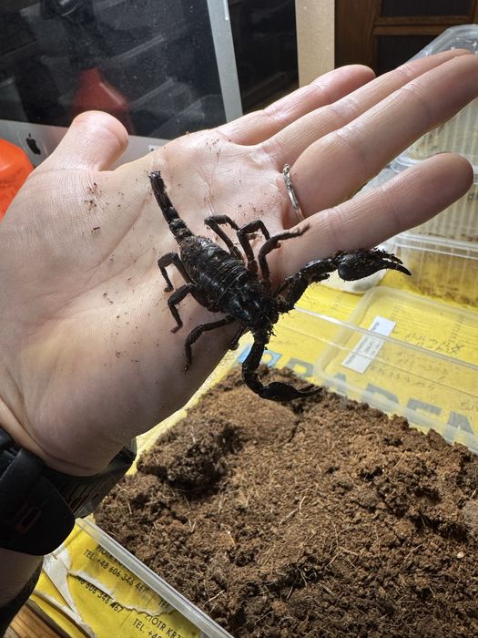 Heterometrus silenus (ex. petersii) skorpion