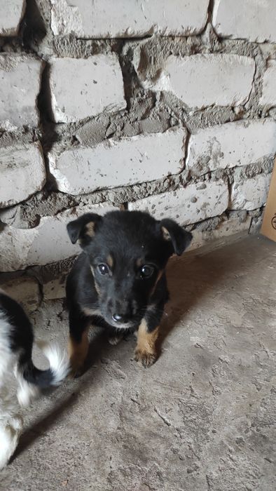 3 цуценя віддамо люблячій родині