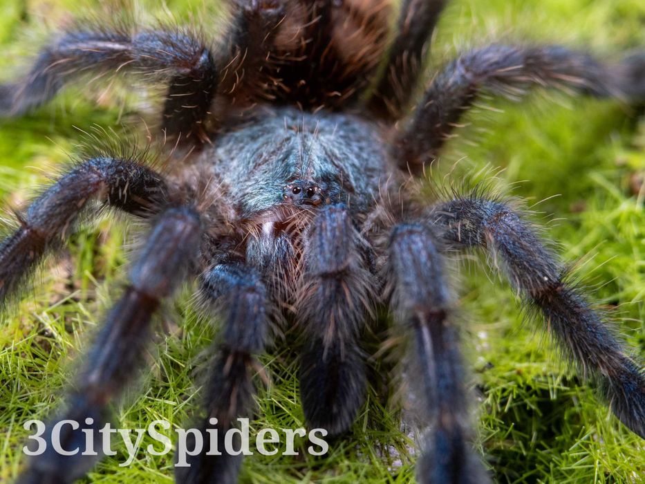 Caribena versicolor samica 3DC (3CitySpiders)