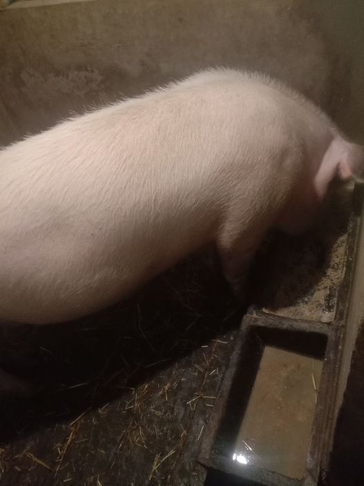 Продам поросну свиноматку.