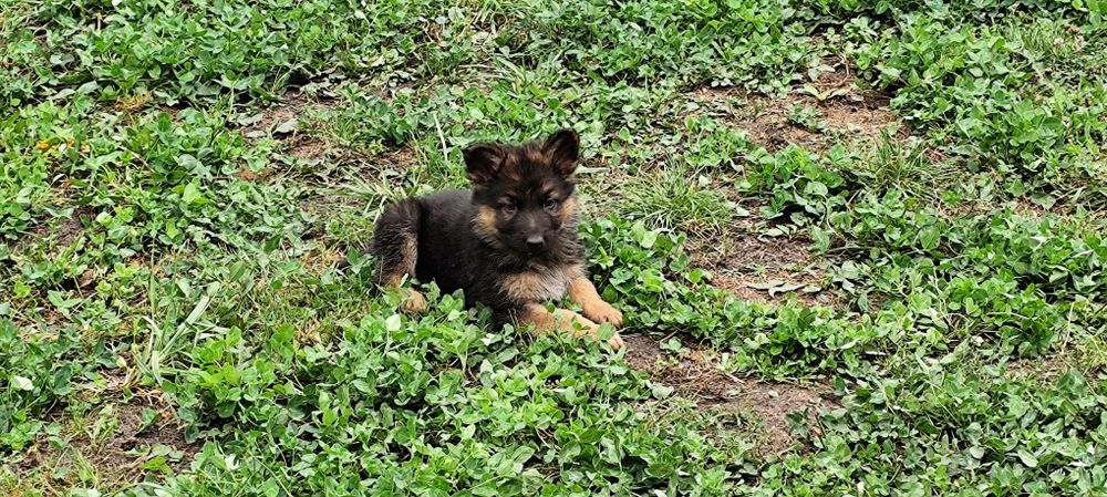 Продам цуценят Німецької вівчарки.