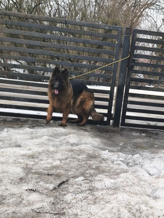 Owczarek niemiecki długowłosy ,,suka,,