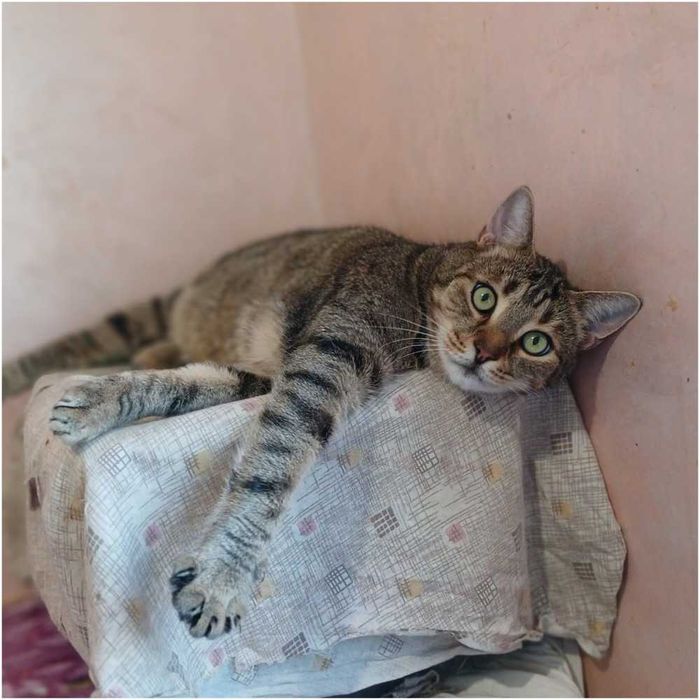 Полосатый кот Нафаня, 4 года, кастрирован