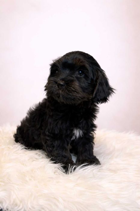 Hawańczyk - Pies Bolek