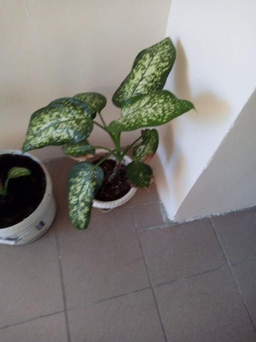 Диффенбахия домашняя