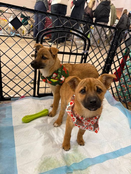 Різдвяні подаруночки