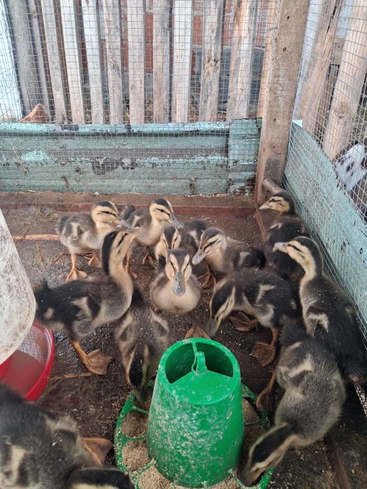 Patos ruen com 1 semana