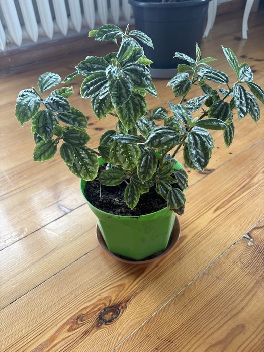 Pilea aluminiowa