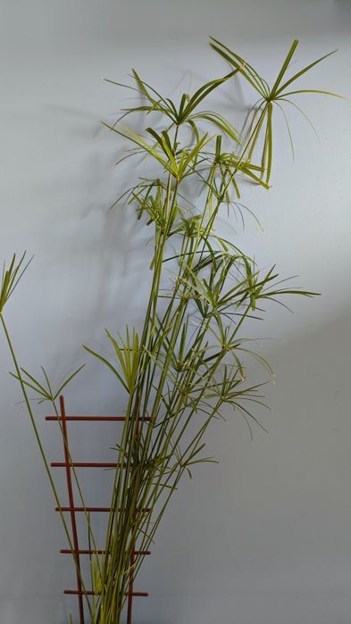 Piękny Duży Papirus z Doniczką