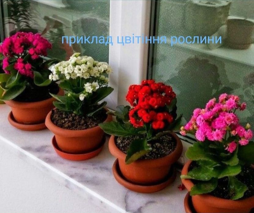 Вазони каланхоє колекція