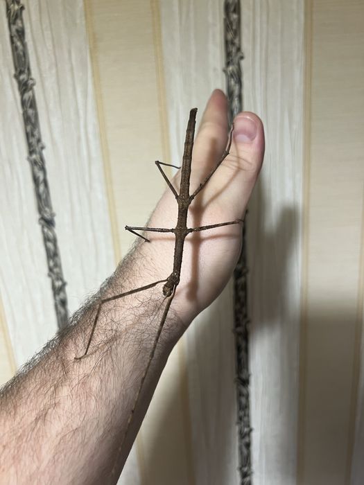 Палочники Анамські