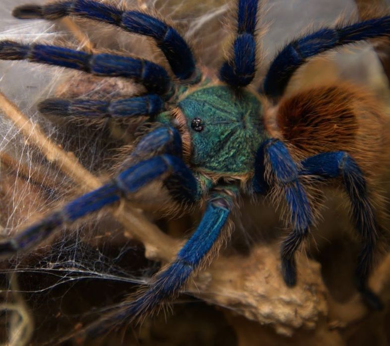 Chromatopelma cyaneopubescens L1 (Szafironóżka zmiennobarwna)