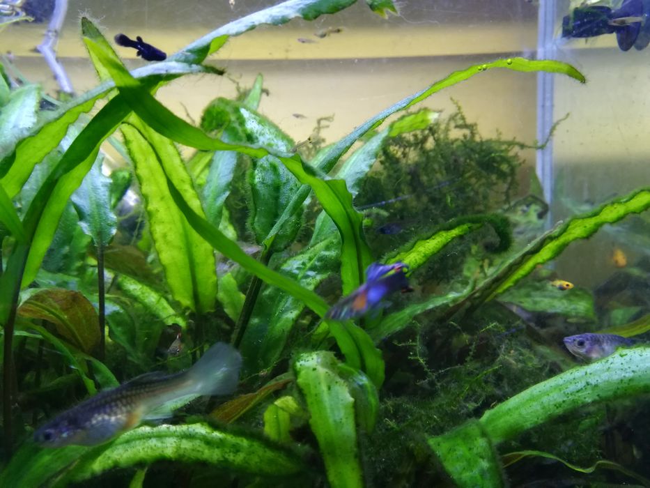 Gupiki Rybki Akwariowe