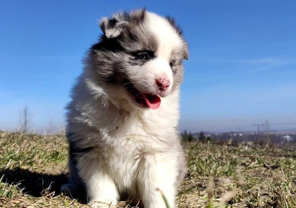 Border Collie rasowa suczka Blue-meerle z hodowli SONIA