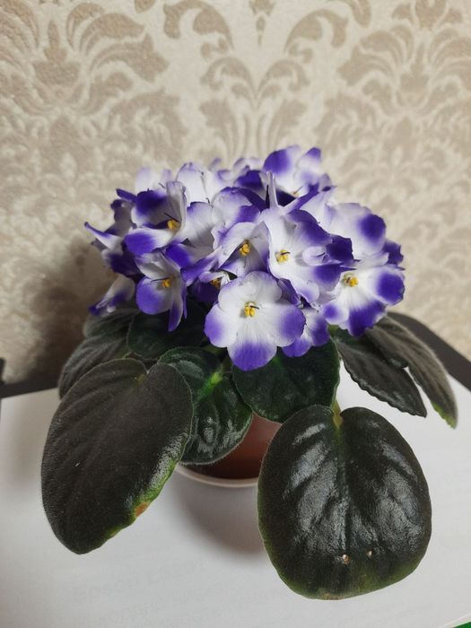 Продам гарні фіалки