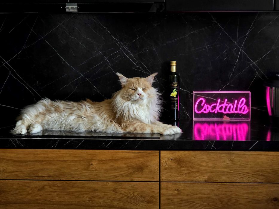Cudowna kotka maine coon Hermiona