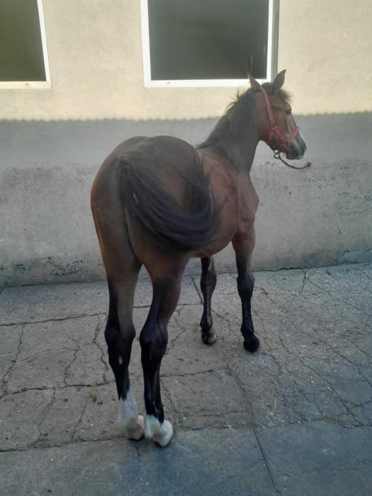 Sprzedam ogierka rocznego