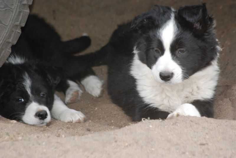 Piese Border Collie czarno-biały
