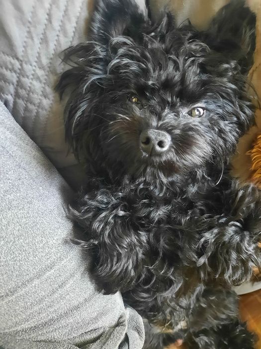 York black , yorkshirre terrier