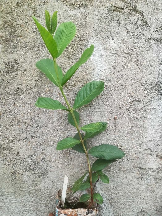 Goiaba Rosa - Psidum guajava
