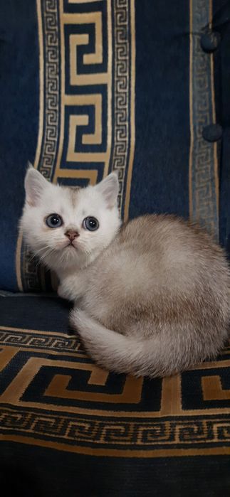 Шикарные шотландские прямоухие котята серебристые шиншиллы.