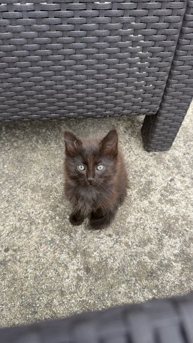 Gatinhos bebés para adoção