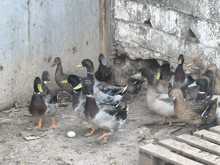 Ovos de pato para chocar