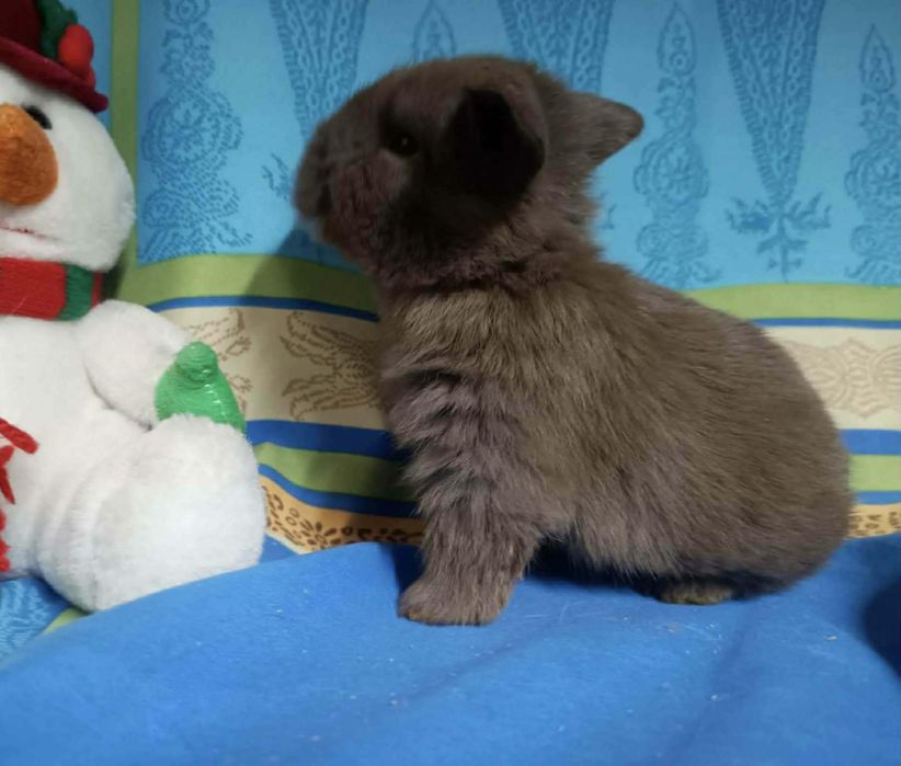 Sprzedam króliczki mini loop mini lop niebieskookie