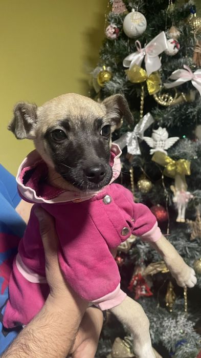 Безкоштовно в добрі руки