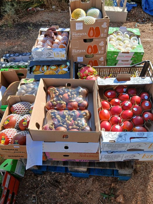 Tropical fruit and trees / Fruta Tropical e plants