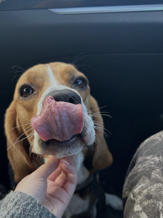 Cão Beagle com 2 aninhos para adoção responsável