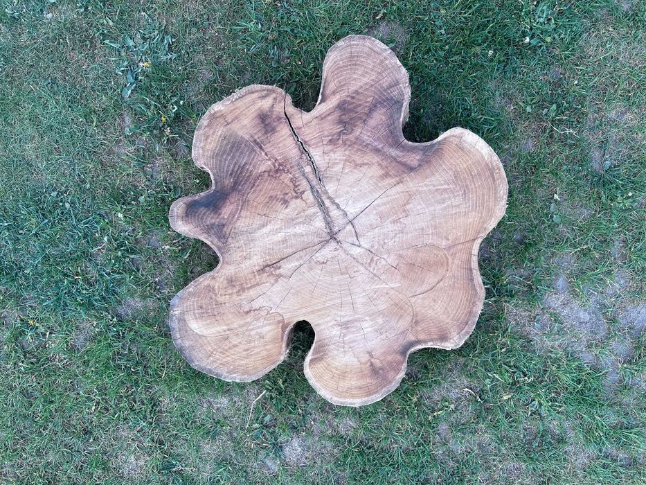 Plastry Akacjowe płaty akacji różne 50-70cm suche