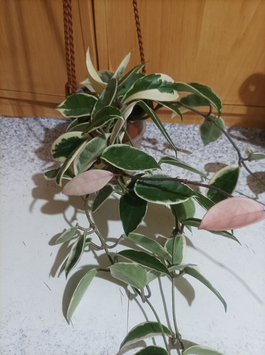 Шикарна хойя Германі