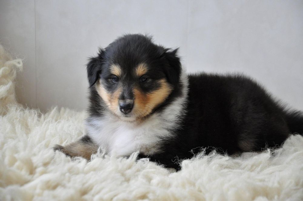 Щенки колли