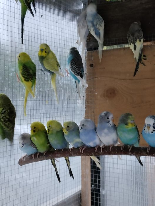 Papugi papuga faliste