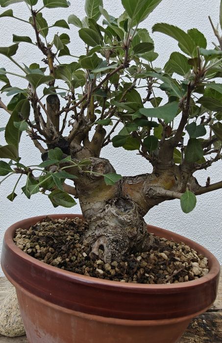 Macieira Bonsai, malus evereste