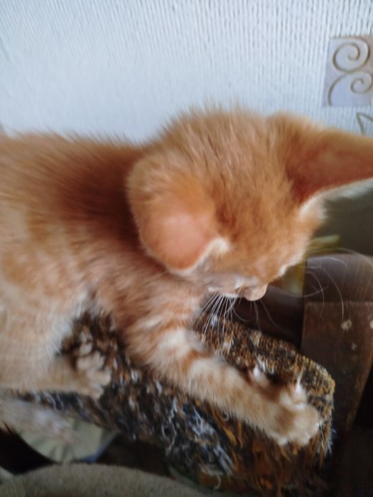 Отдам даром в хорошие руки котят и маму