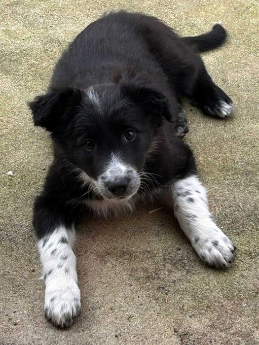 Border collies - macho e fêmeas