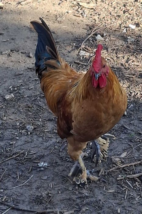 Koguty miniaturki i biegusy sprzedam