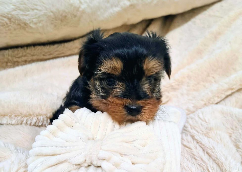 Piesek York miniaturka