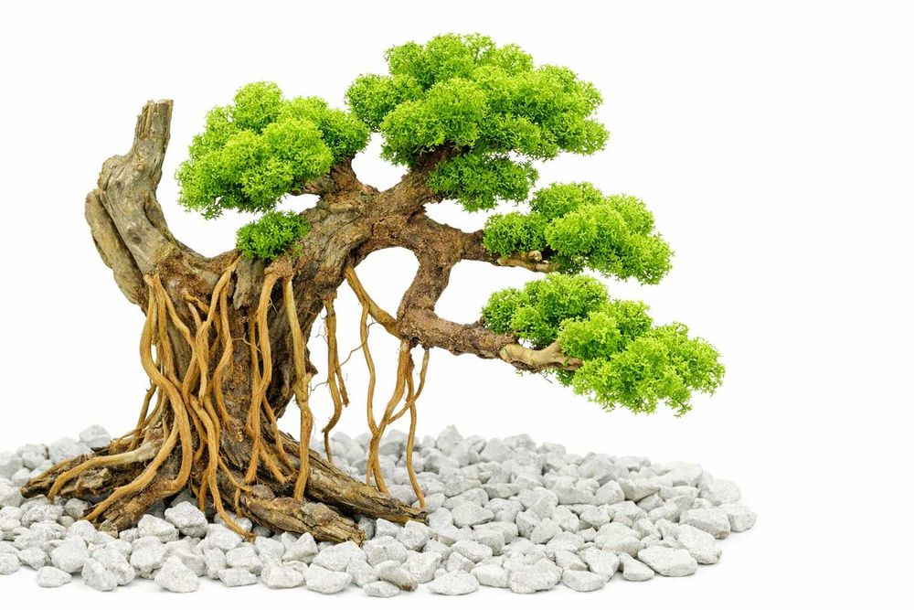 Bonsai z chrobotka – ręcznie wykonany