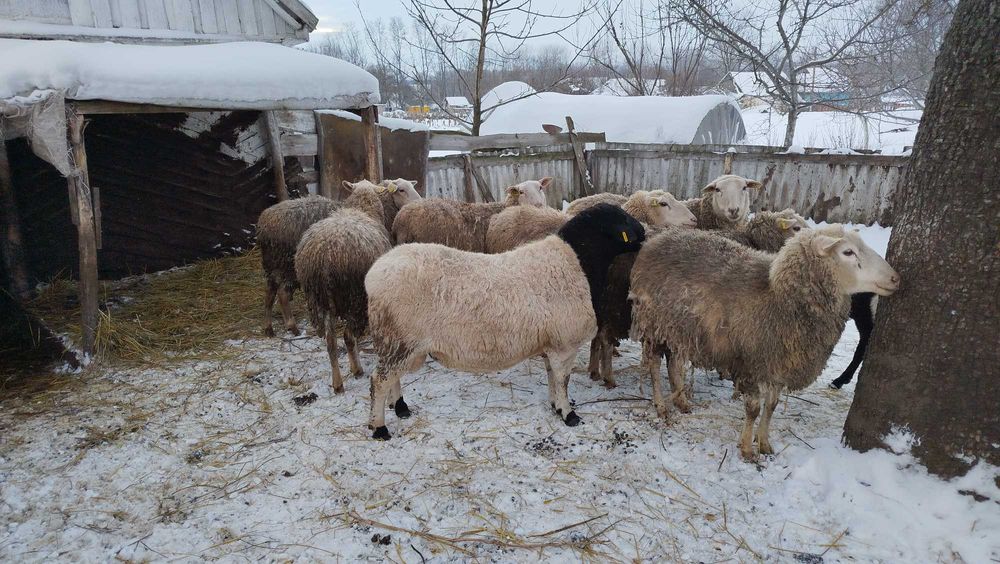 ! Дорпер 1 рік 3 міс.