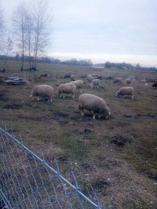Sprzedam owce mięsne od 350 do700 złoty
