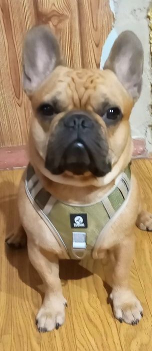 Французский бульдог,мальчик/вязка/