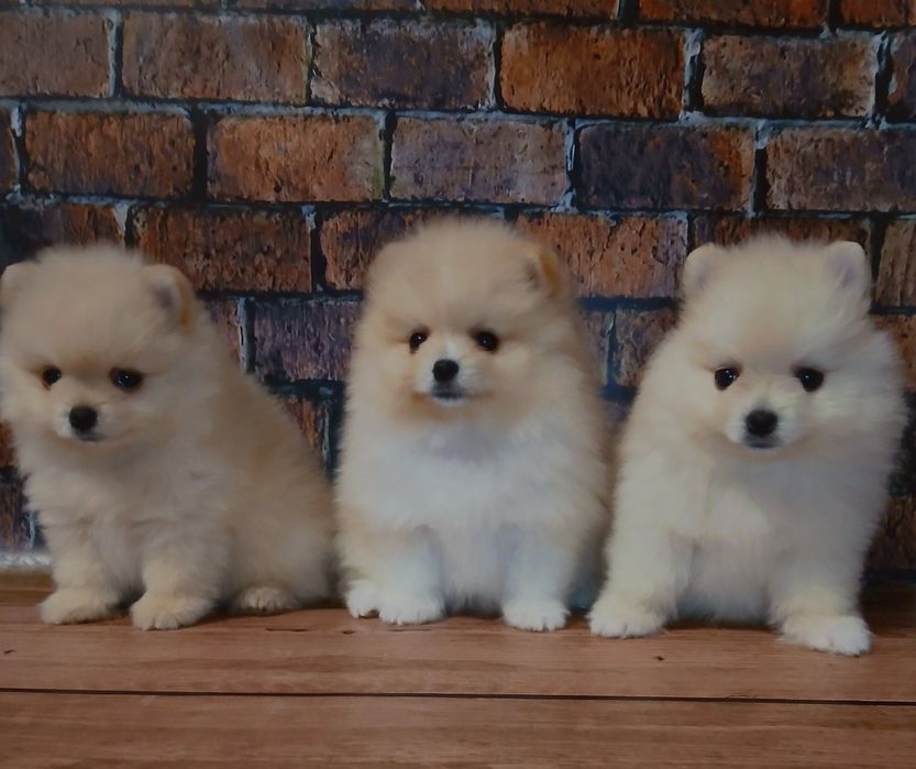 Помчики ніжно кремового кольору