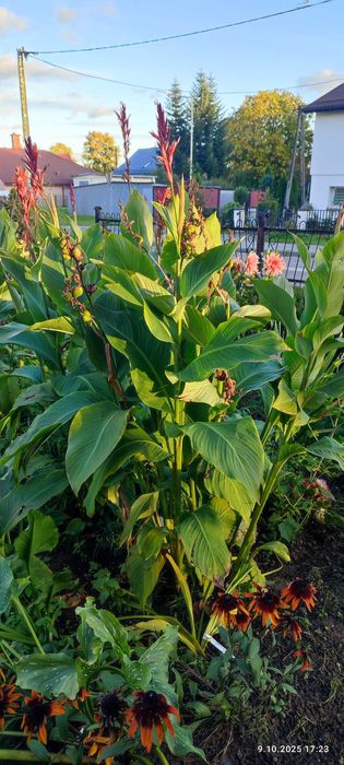 Canny paciorecznik kwiaty karpy