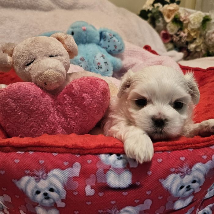 Maltańczyk piękna sunia [FCI]