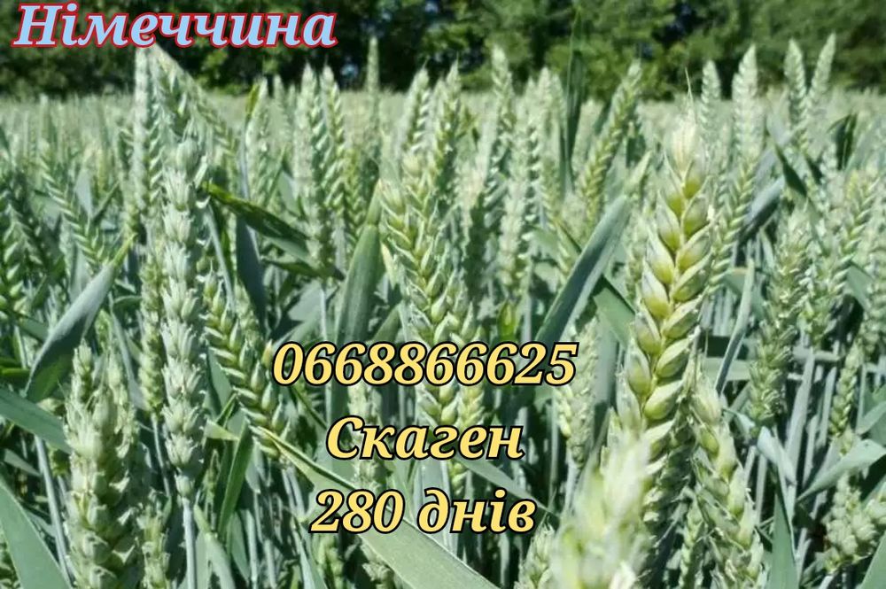 Купить насіння озимої пшениці