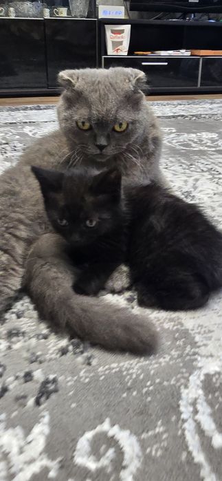 Британские котята